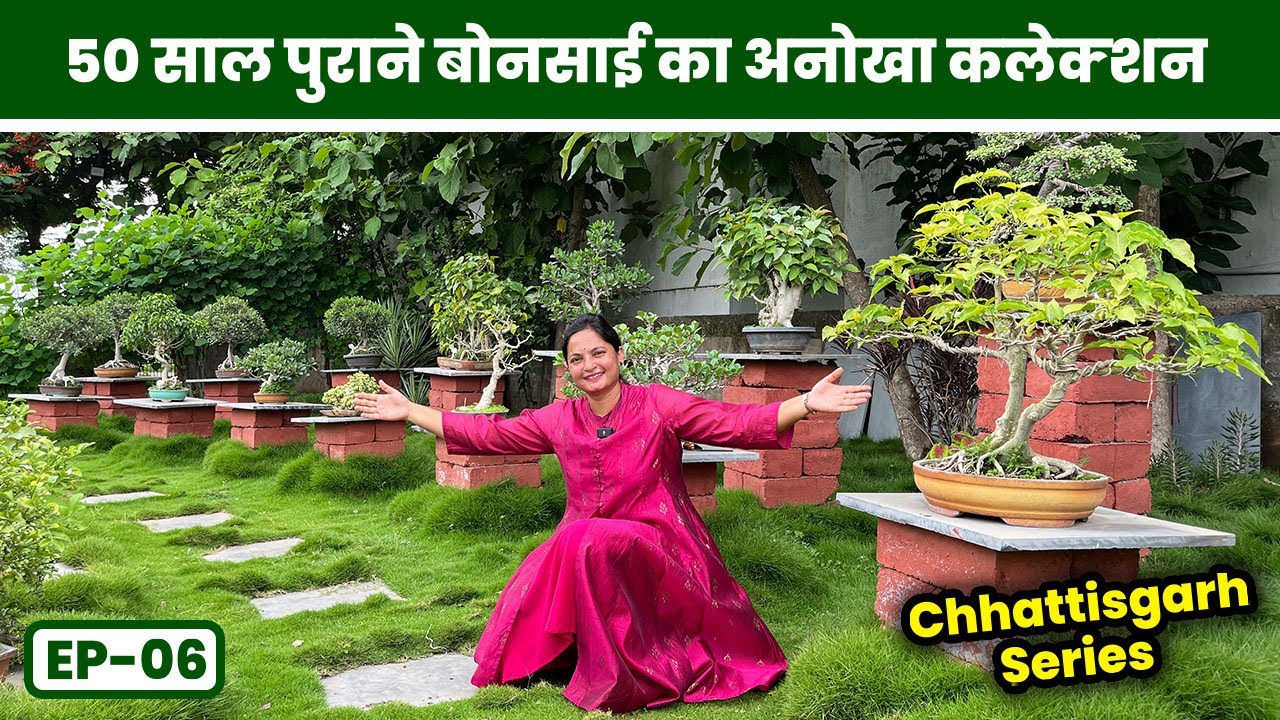 इनके पास है 50 साल पुराने बोनसाई का अनोखा कलेक्शन 😲 Old Indian Bonsai Collection 🪴EP-06