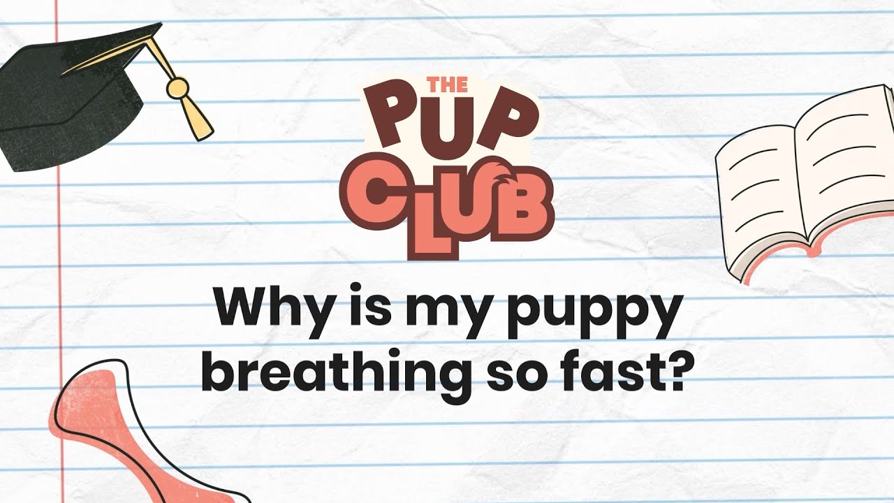Why Is My Puppy Breathing Fast? Vet Tips & When to Worry
