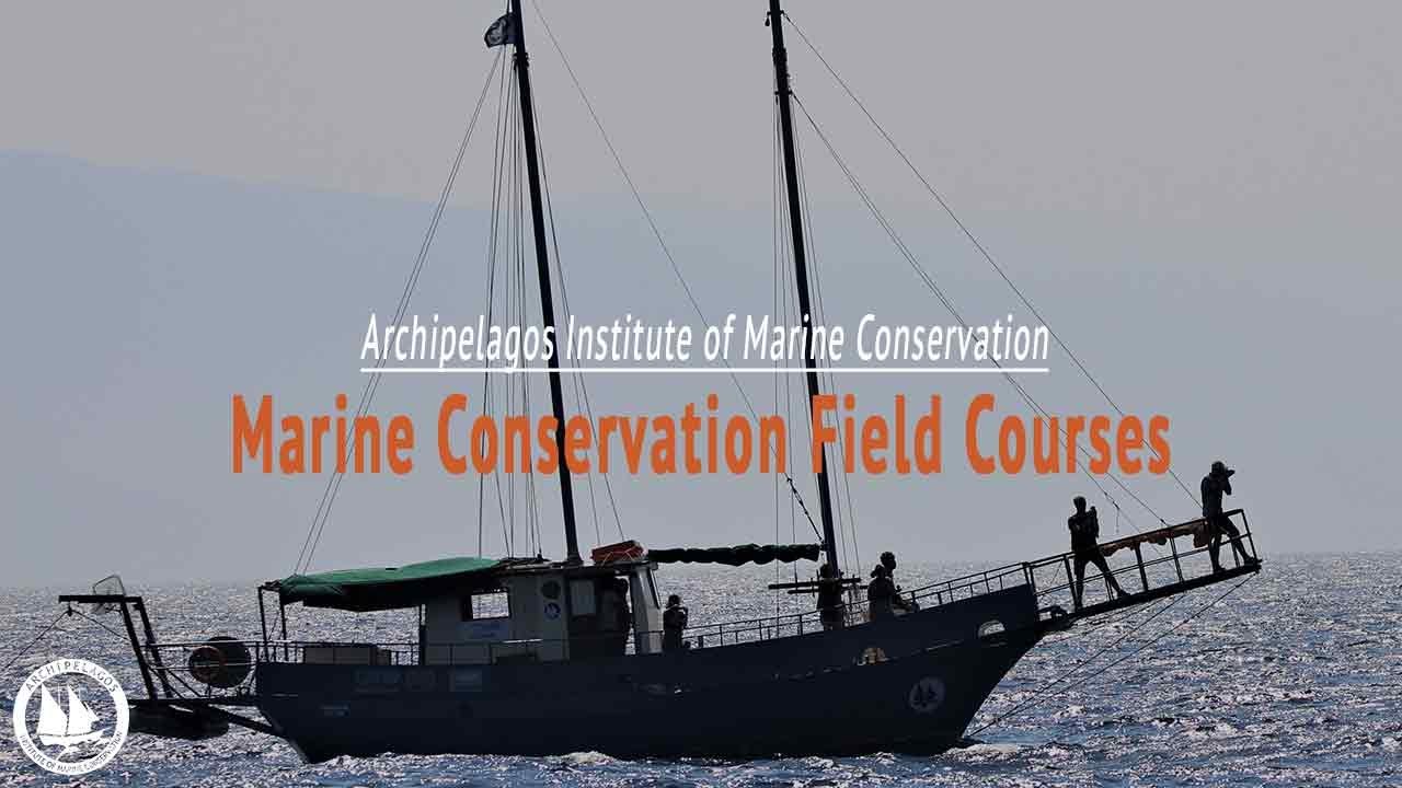 Marine Conservation Field Courses | Archipelagos Institute of Marine Conservation