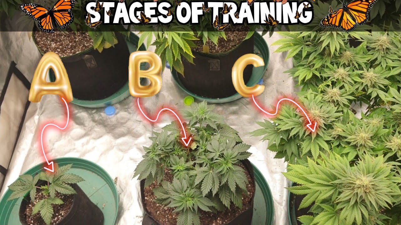 Bonus Vid Ep2 -Stages of Training. . How Too Train your cannabis plant the GG Training. sub @ like .