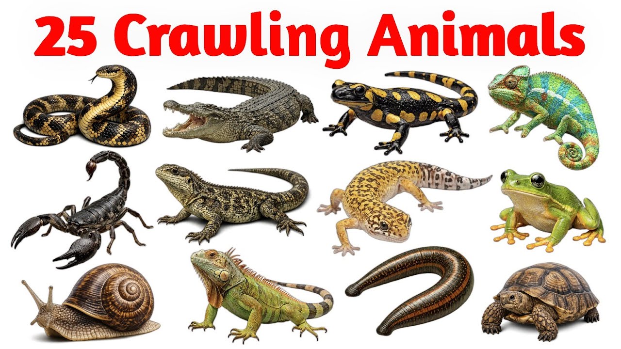 Crawling Animals Name for Kids | English & Hindi | Crawling Animals | Learn with Pictures 