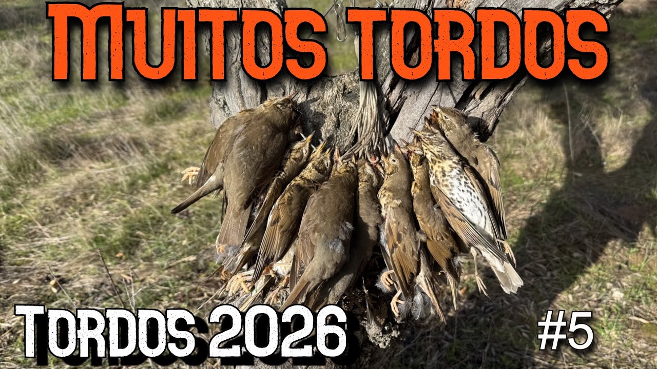 Caça aos tordos 2026"Chegaram" |caza de zorzales 2026 "llegó" | Chasse grives 2026 "arrivé"