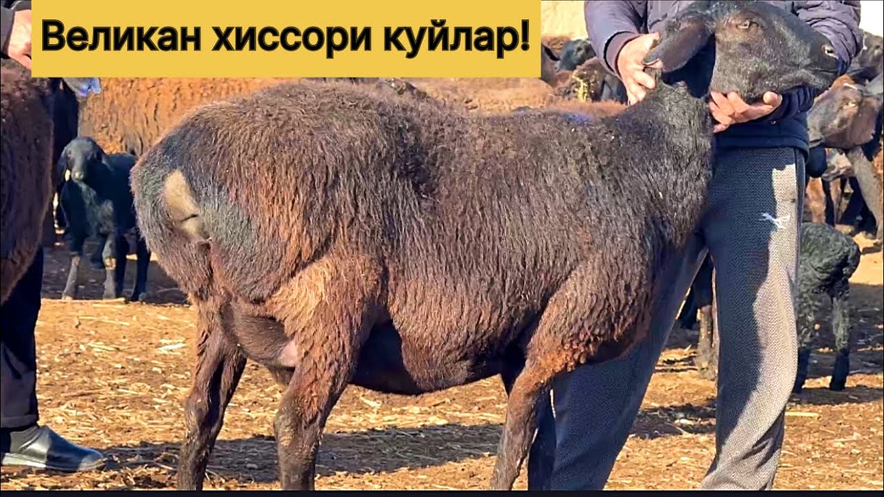 Великан хиссори бугоз куйлар! 972000476☎️