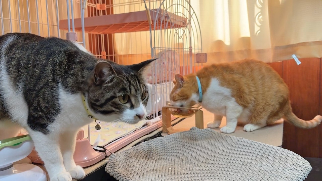 なかよし猫さんたちの朝ごはん【26年2月23日その1】