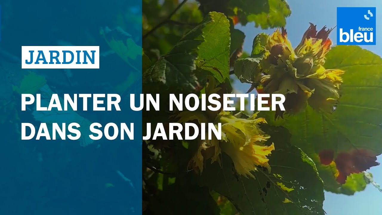 Comment bien planter un noisetier  - les conseils de Roland Motte