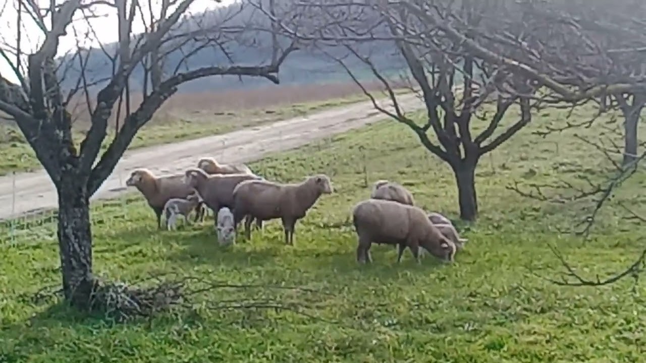 PETITS AGNEAUX 2026........DOUCEUR ET CALME
