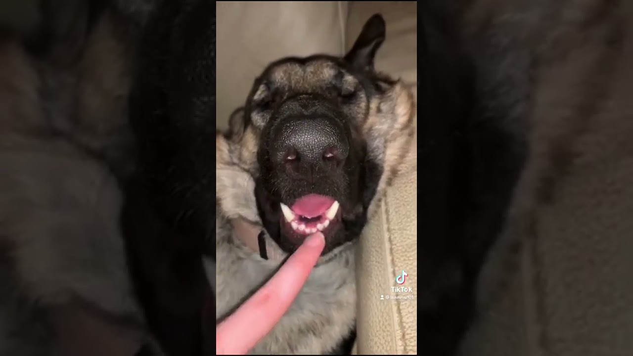 Never seen a dog sleep like this...
