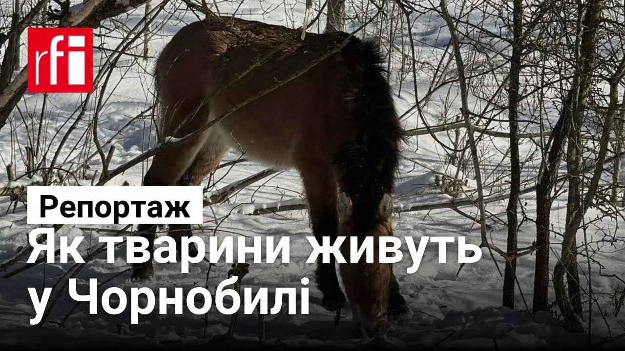 Життя в радіації: яких тварин можна зустріти в Чорнобильській зоні відчуження
