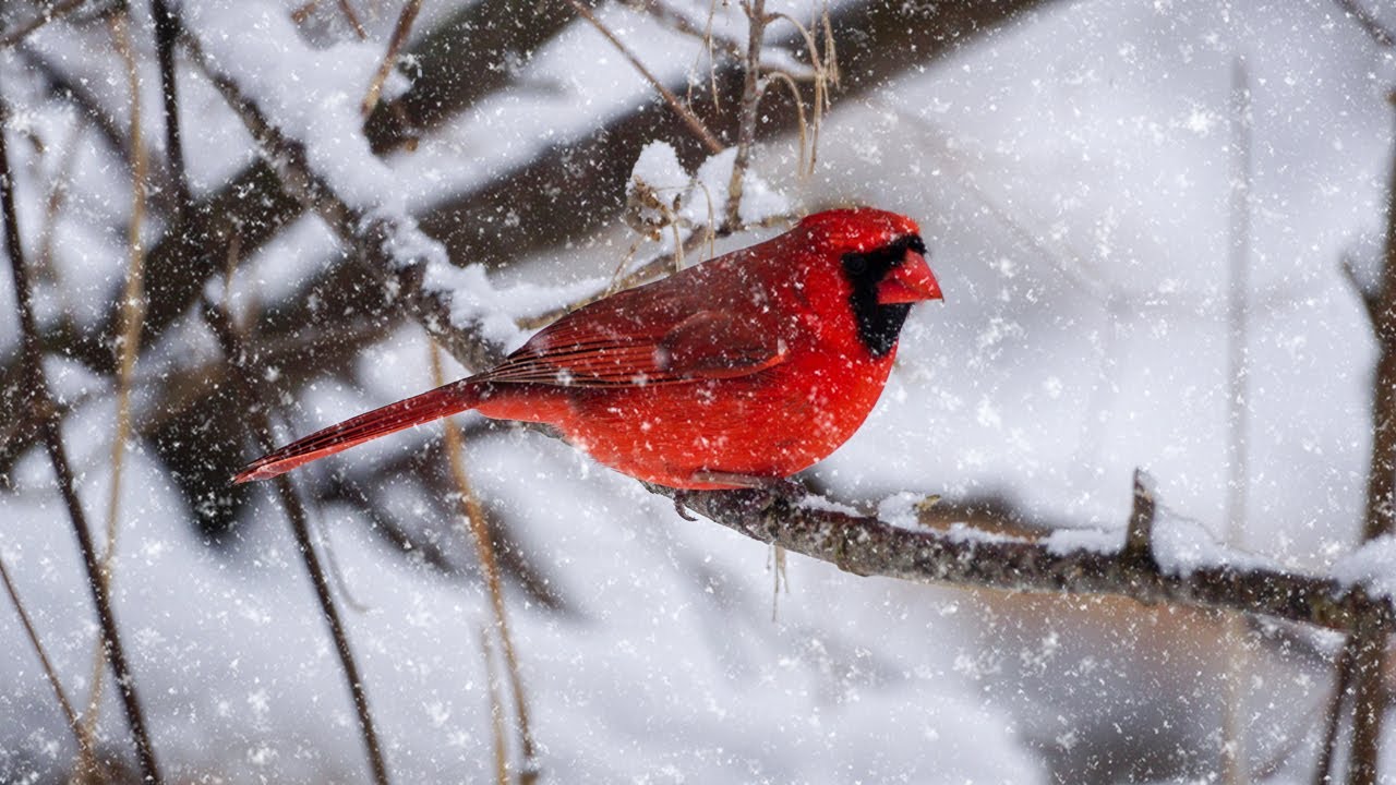 Bird Video: Birds Singing in the Falling Snow 🐦❄️ White Christmas