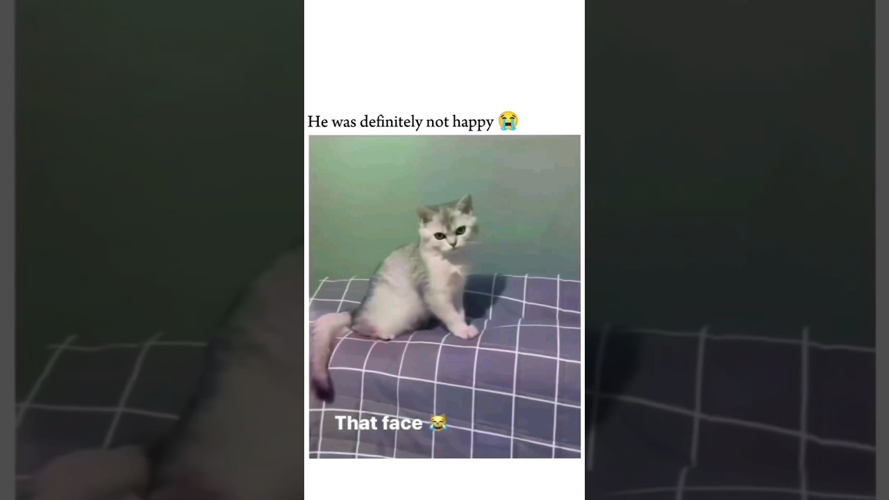 super angry cat
