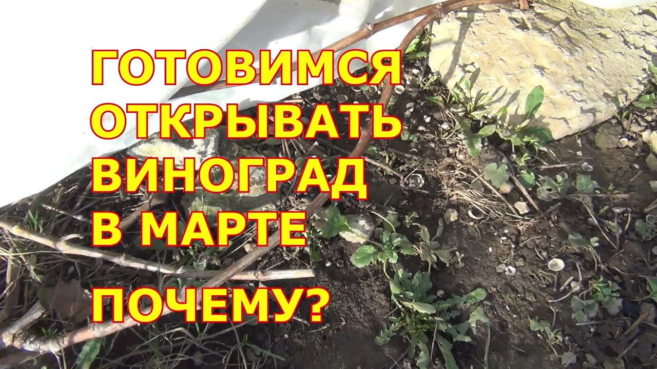 ГОТОВИМСЯ ОТКРЫВАТЬ ВИНОГРАД В МАРТЕ. ПОЧЕМУ?