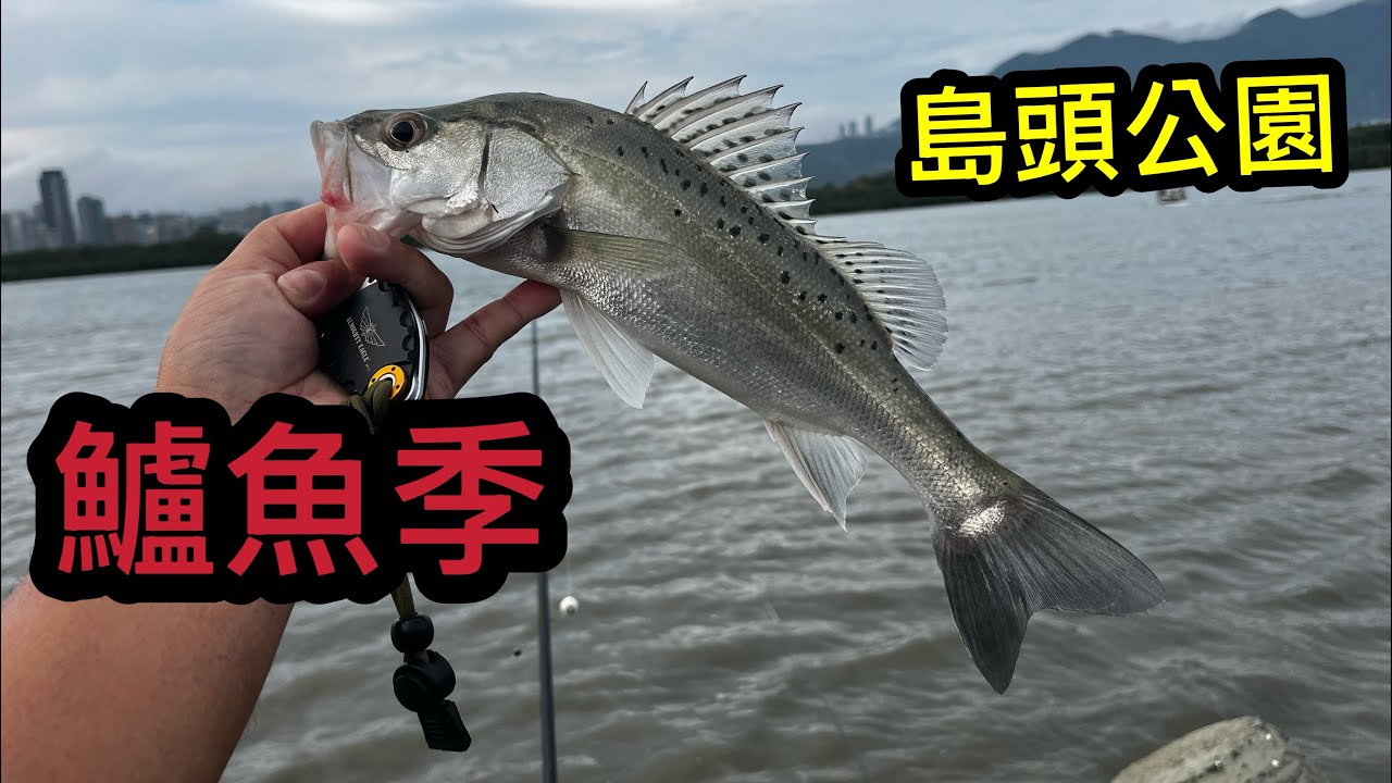春鱸準時來報到 連續三天咬咬咬 想解新郵票的趁現在 路亞，活蝦都會咬   #島頭公園 #七星鱸 #社子島  #路亞 #活蝦 #磯釣 #海男釣魚頻道 
