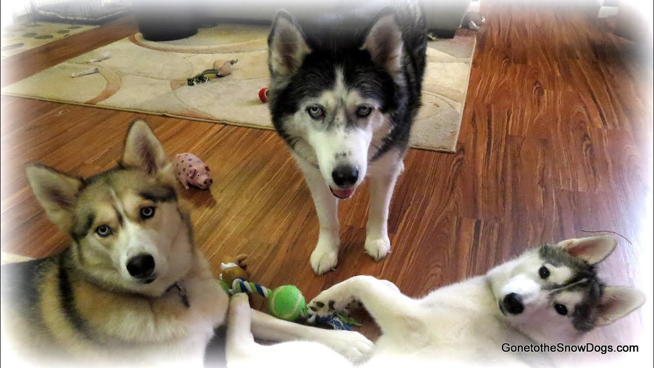 Should a Dog be Allowed on the bed? FAN FRIDAY 132