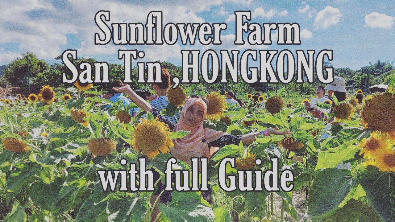 Sunflower Farm,San Tin ,Hongkong/Bunga matahari/#route_guide_travel