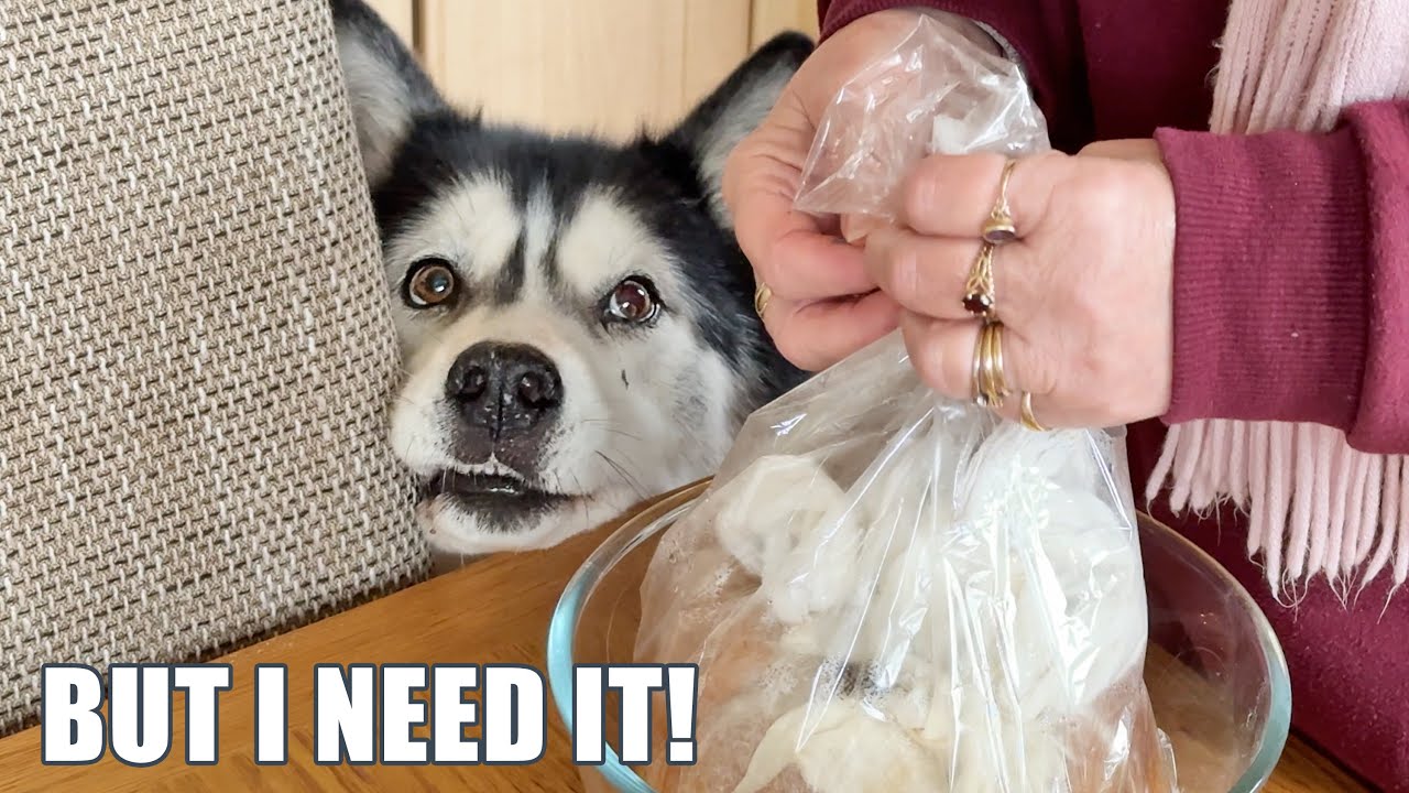 Husky Uses Puppy Eyes & Argues With Nan For Food He CAN’T  Have!