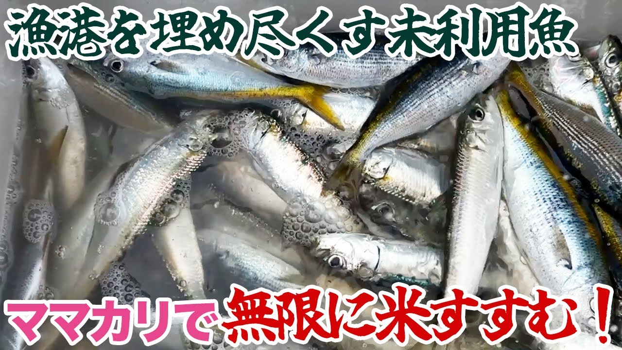 漁港を埋め尽くす未利用魚の“ママカリ”で無限に米すすむ！