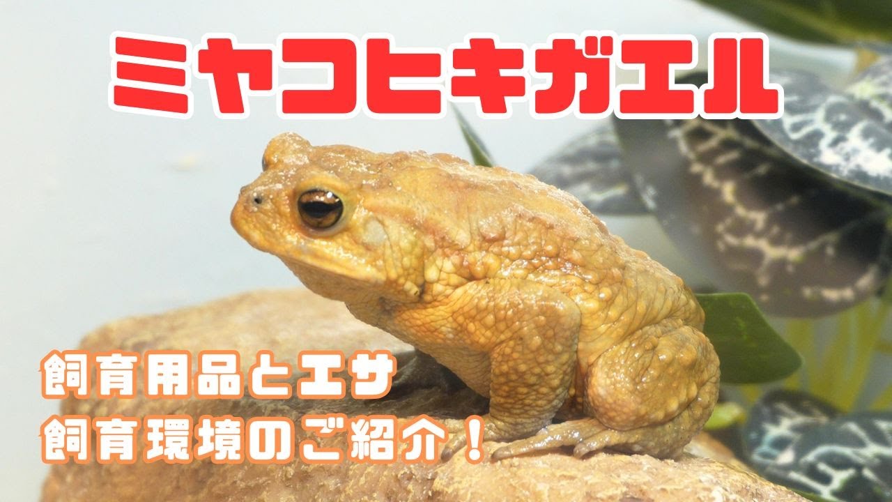 ミヤコヒキガエルの飼い方・飼育用品・飼育環境・エサについてまとめました