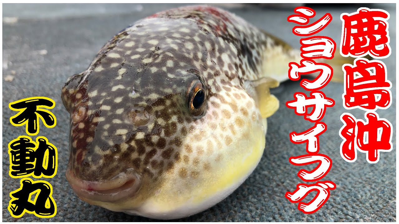 【不動丸】ショウサイフグ　鹿島沖