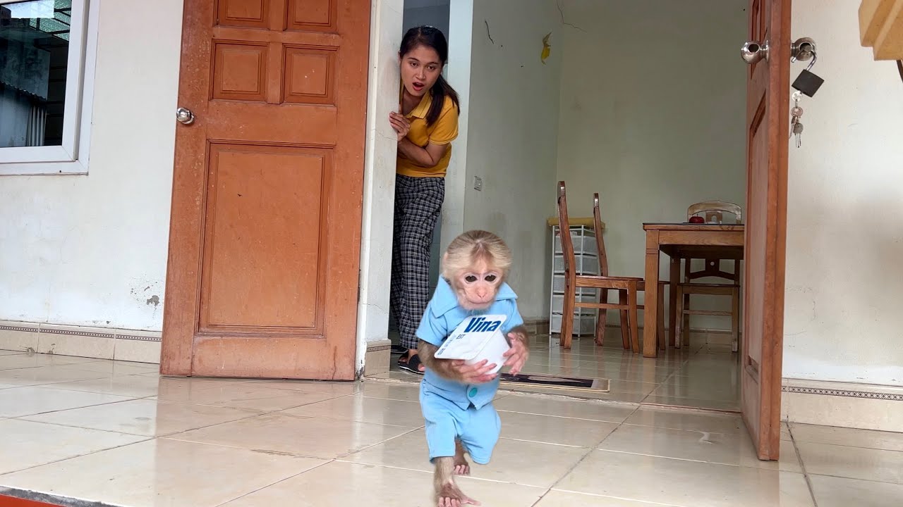 Abi monkey hides mom yogurt... how does mom react?
