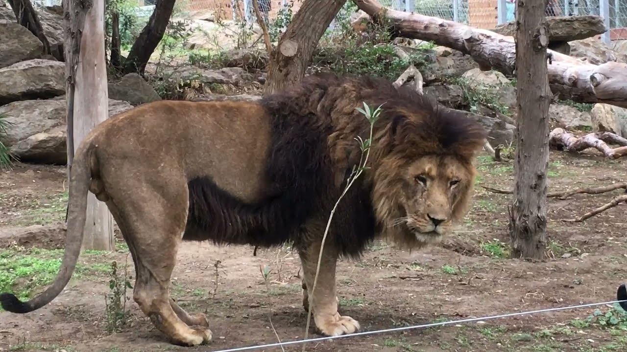Bakı Zooloji Parkı l Бакинский зоологический парк l Baku Zoological Park 2021