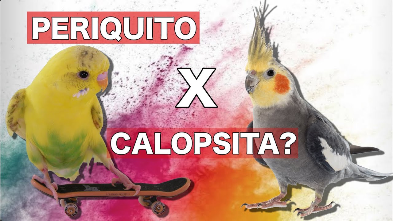 CALOPSITA OU PERIQUITO: 7 MOTIVOS PRA ESCOLHER
