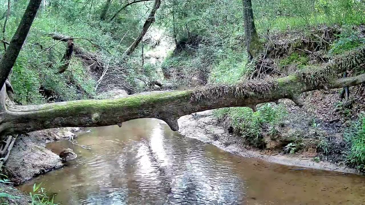 Texas Trail Cam - Four Months in 55 minutes