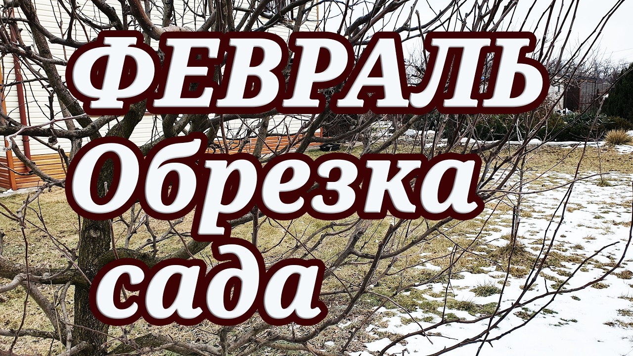 Обрезка сада в феврале. Можно или нельзя? Температура и с чего начинать. Ошибки садоводов.