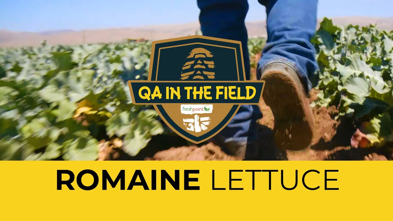 QA in the Field: Romaine Lettuce