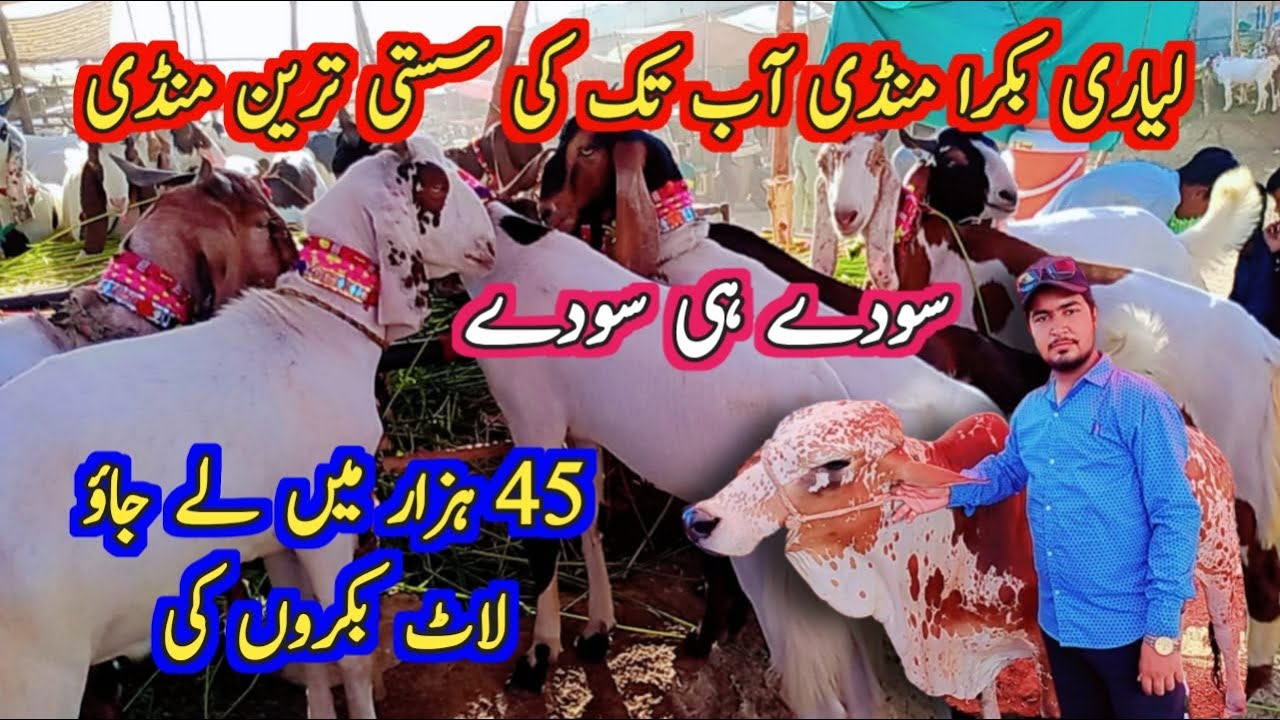 lyari bakra mandi 45k ki range mein le jao laat | sasti tareen mandi sode hi sode | latest update