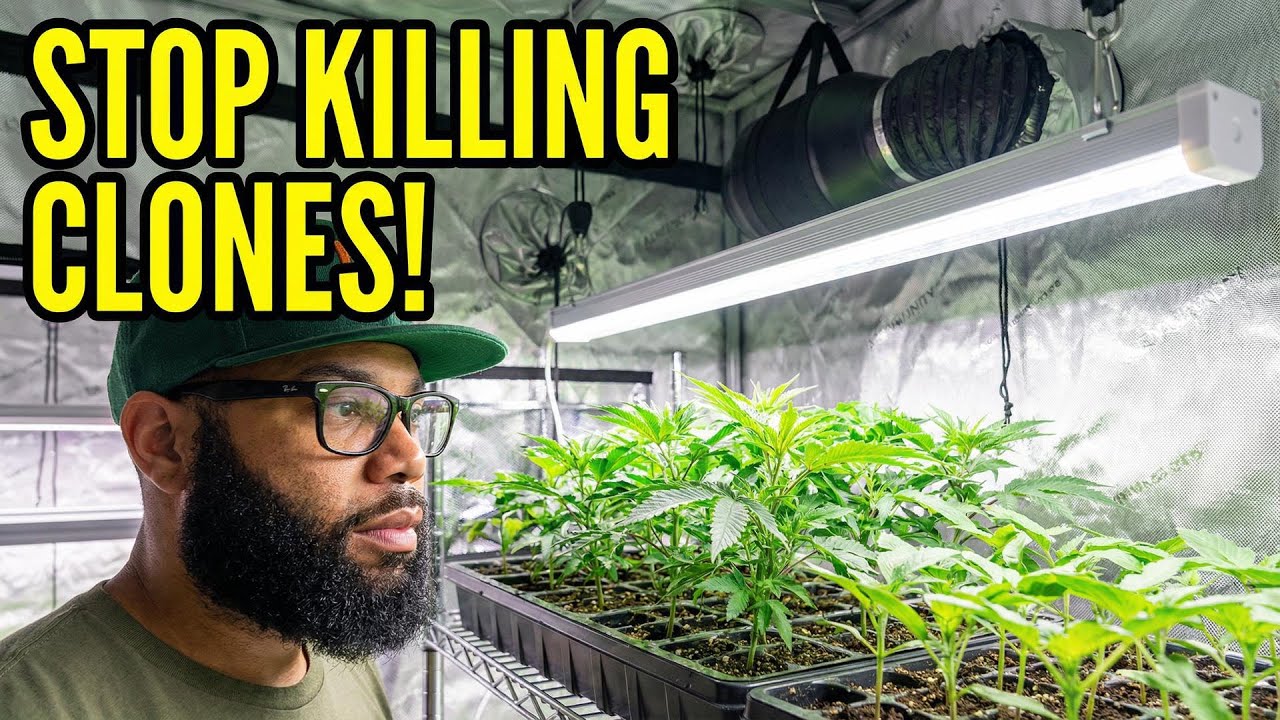 Stretching Seedlings? You're Using The Wrong Light 🛑