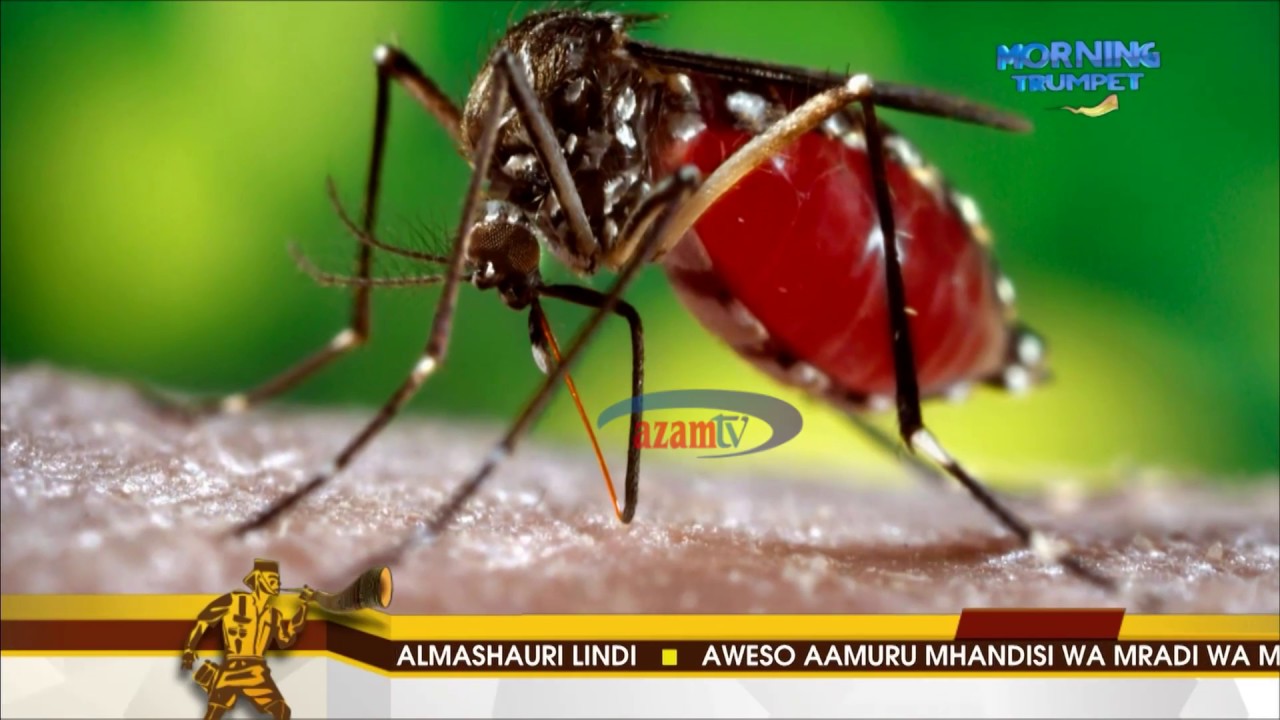 Homa ya Dengue imevamia Dar es Salaam: Unaifahamu? Tazama ufafanuzi wake