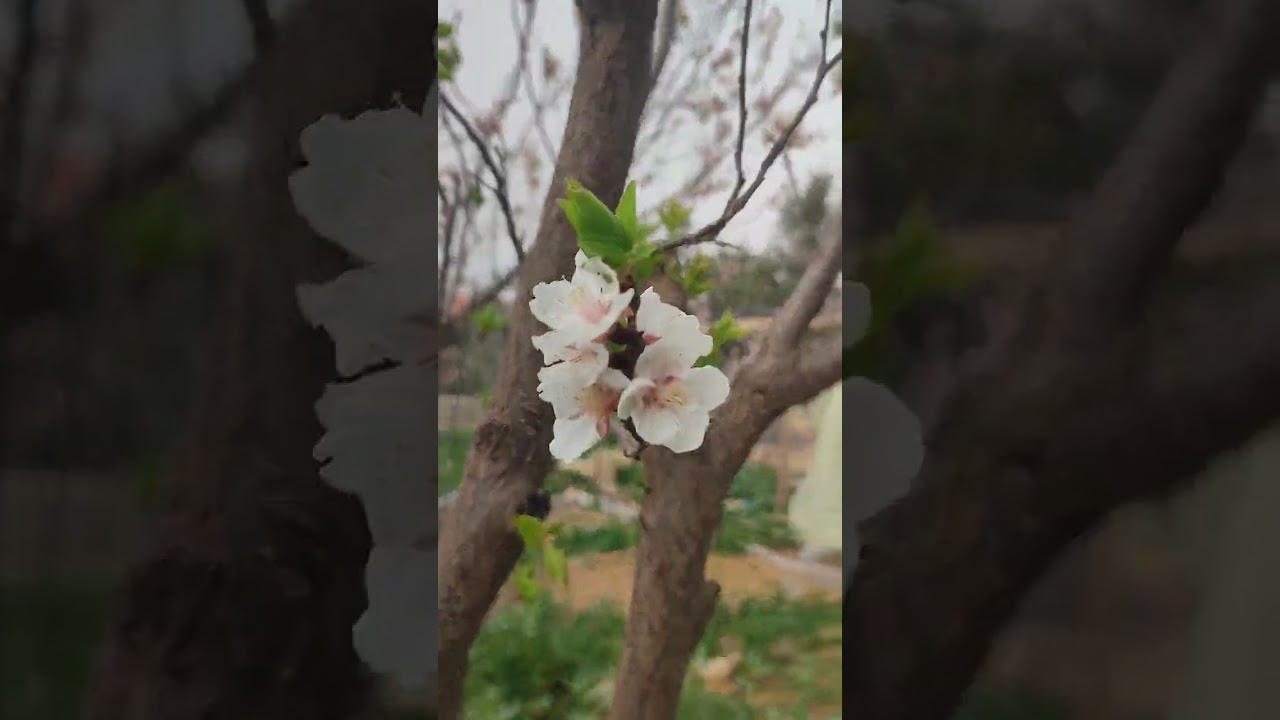 جولة في المزرعة السعيدة#المركز المغربي للطاقة الحيوية#مسجد المزرعة