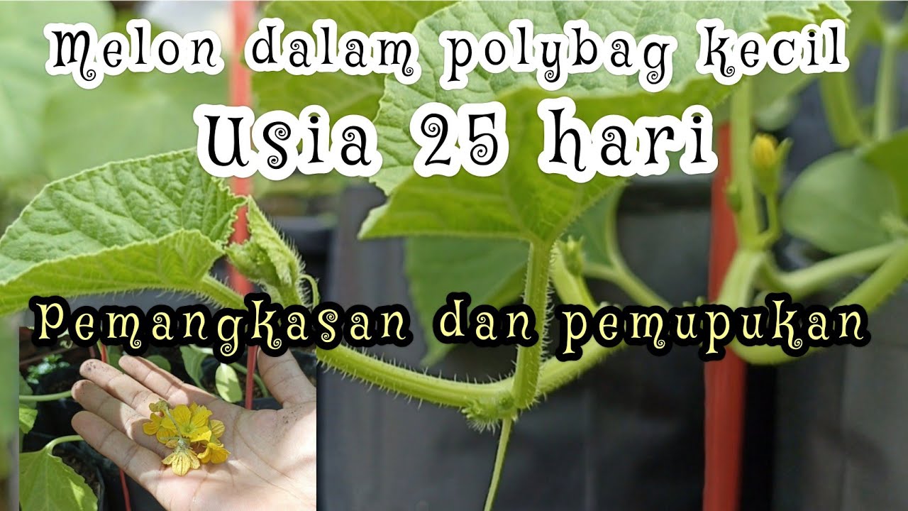 Pemangkasan dan pemupukan tanaman melon || melon dalam polybag