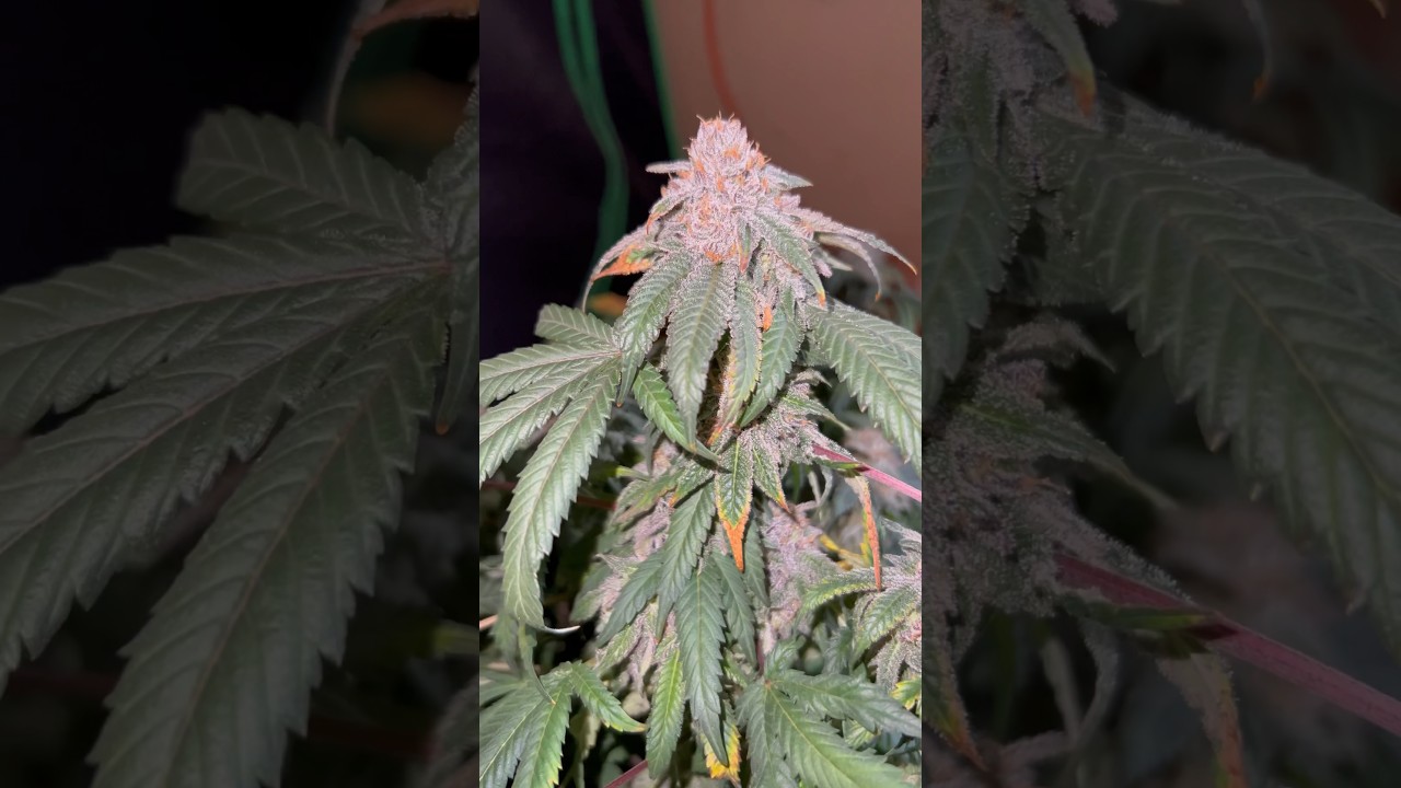 Grand Daddy Purp Harvest #shorts #medical #legal #marijuana #harvest #gdp #letsgrow ￼