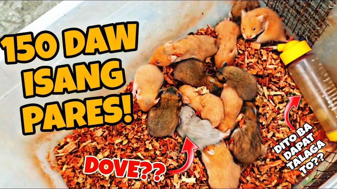 BAGONG HAMSTER SELLER SA GROTTO PET MARKET!!!