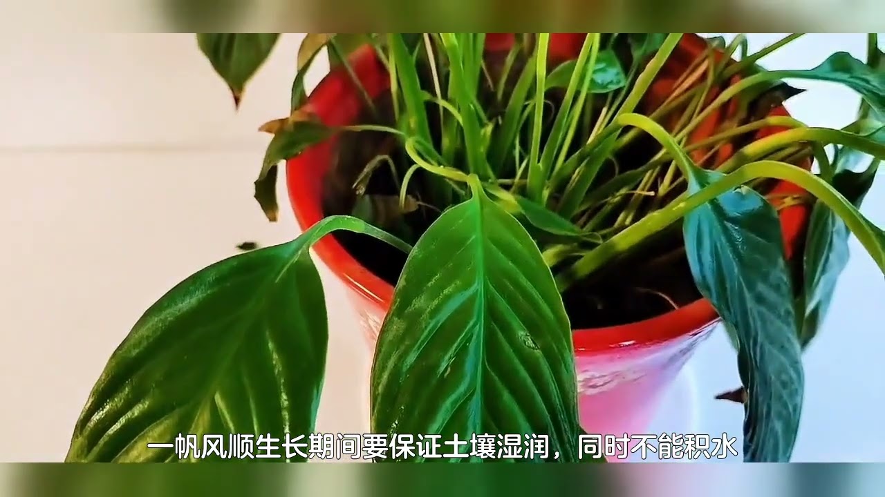 绿植一帆风顺怎么养