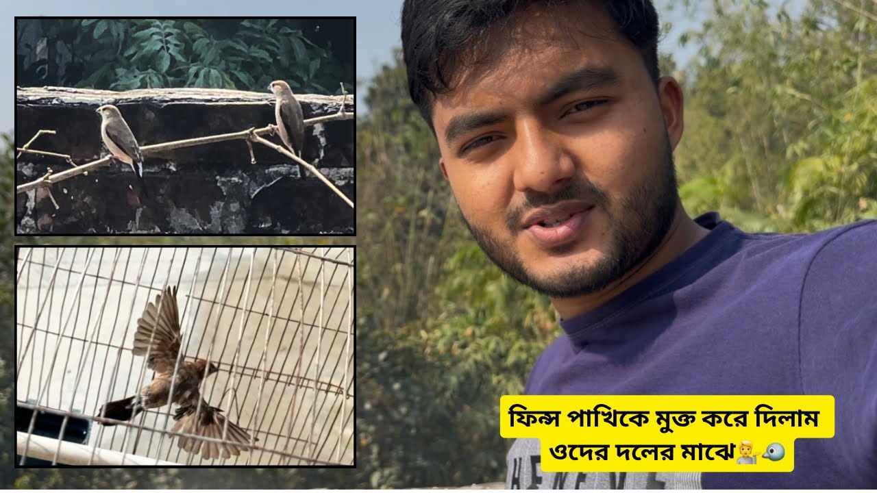ফিন্স পাখি মুক্ত করে দিলাম ওর দলের সাথে💁🐦