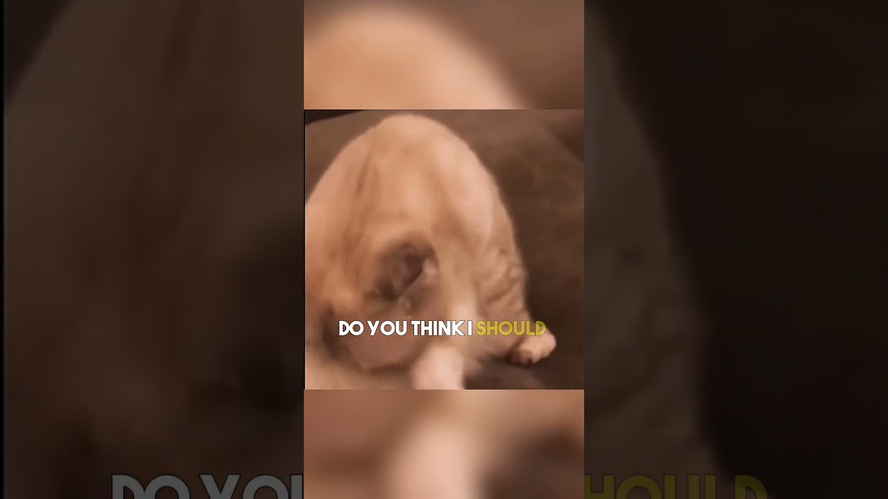 Тейлор Свифт обращается к своим кошкам за советом 😹🐈