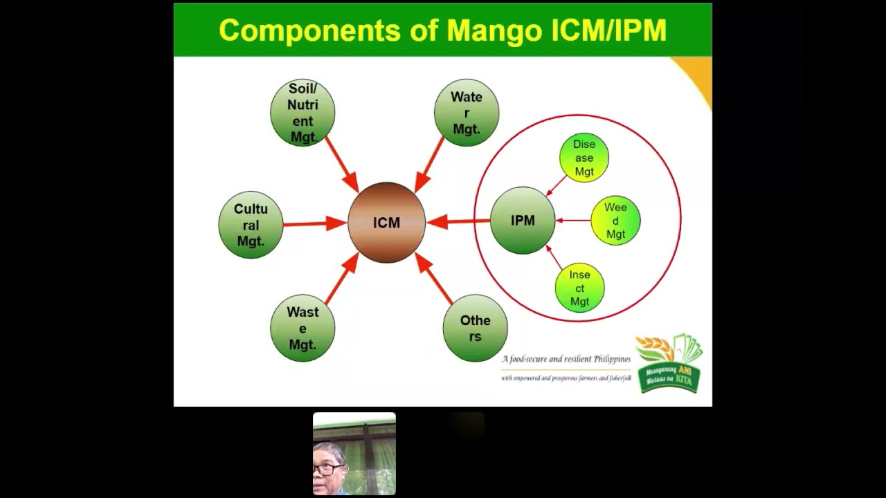 CECID FLY AND OTHER PEST AND DISEASES MANAGEMENT - GABAY SA PAGMAMANGA EP8