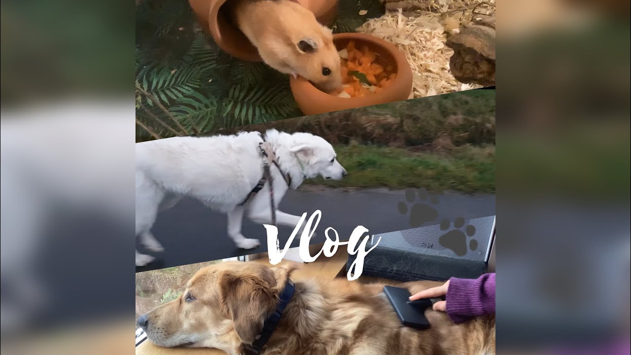 Tiervlog am Sonntag 🐾💞