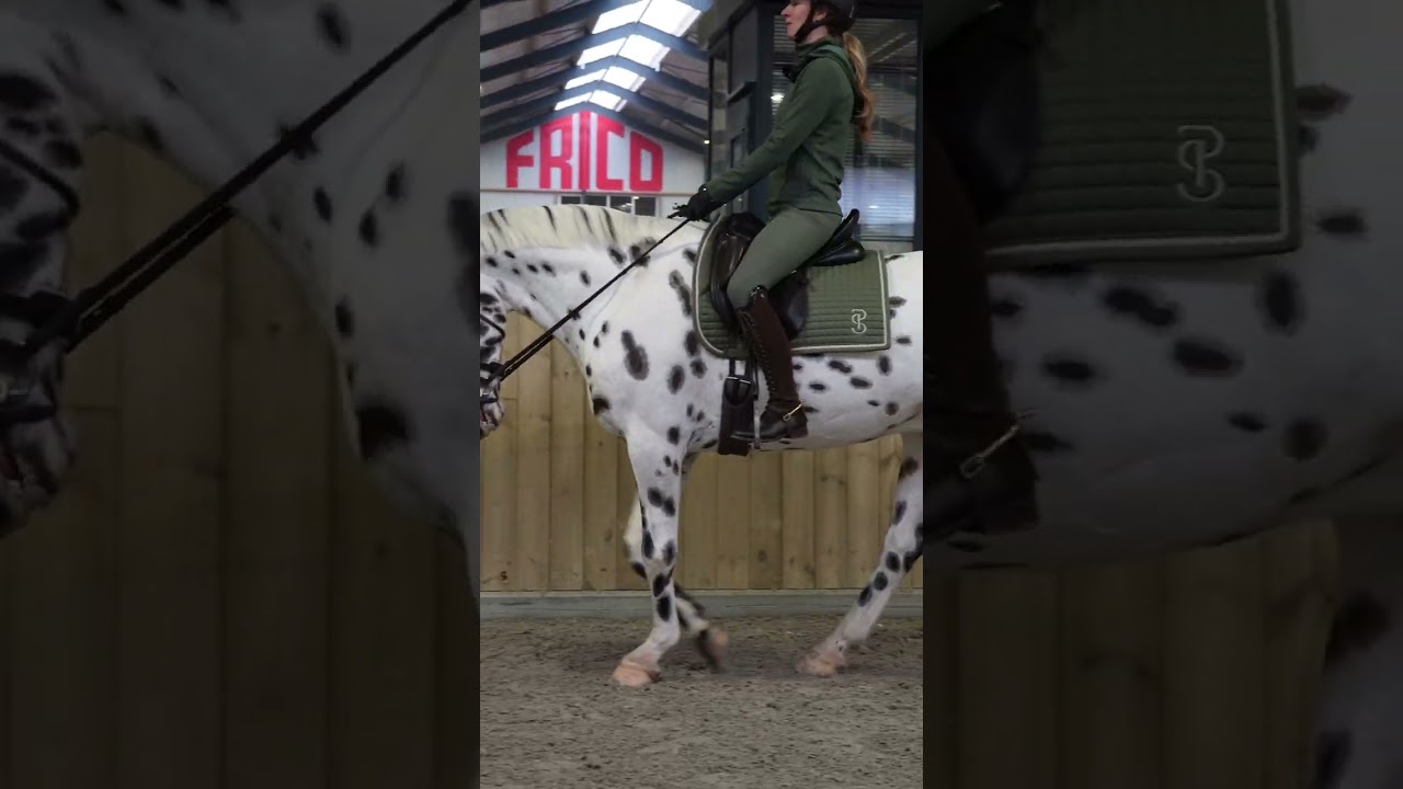 Dressuurclinic Marlon van Wissen en Fleur van der Scheer - Deel 1