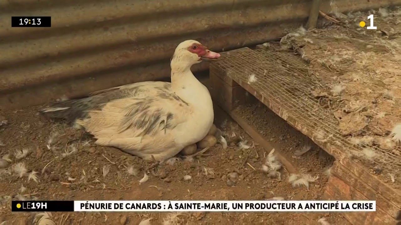 Face &agrave; la p&eacute;nurie de canards, Gilbert, &eacute;leveur, a pris les devants
