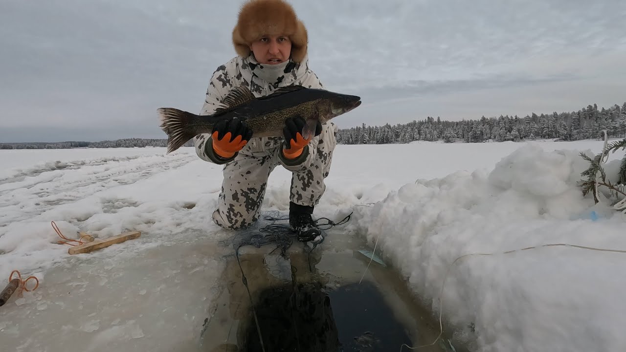 @verkkolive Tapaninpäivän mahtava saalis.
