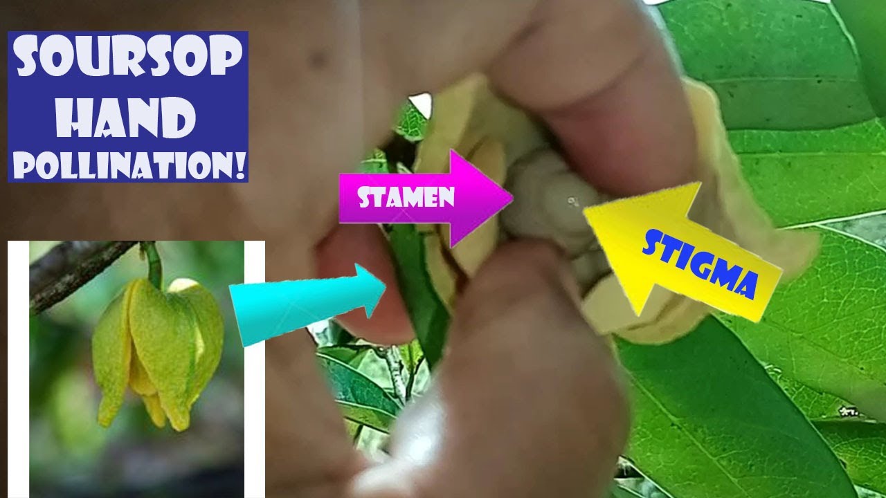 PART 3 || POLLINATING THE SOURSOP BY HAND!