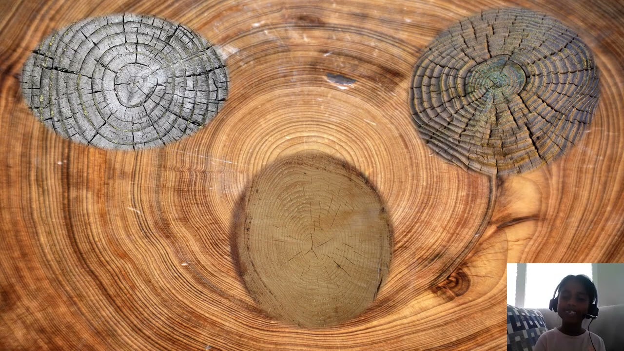 #TREES  TELL TIME AND #CLIMATE HISTORY