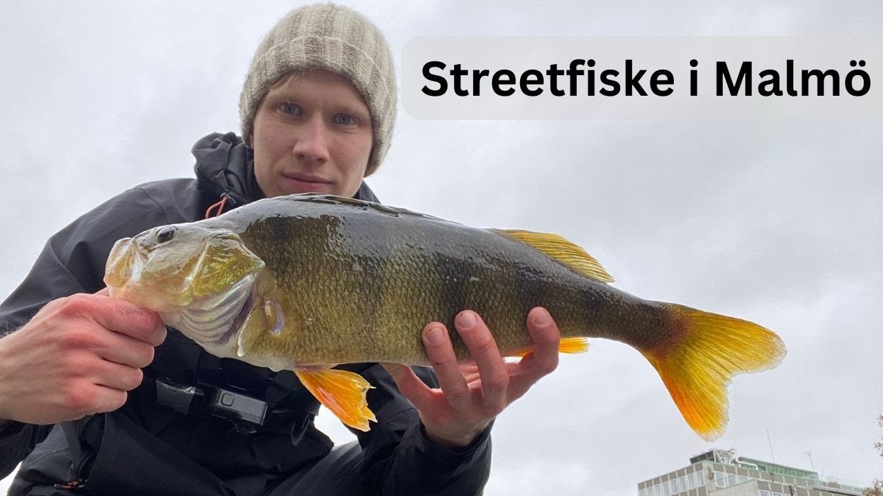 Storm och stor abborre - fiske i malmö kanal
