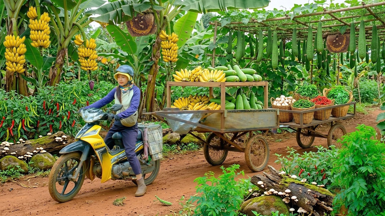 Harvest A Truckload Of  Chili, Mushrooms, Luffa, Sweet Leaf, Bananas To Sell At The Market