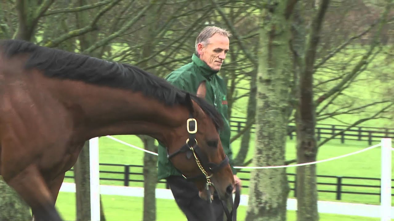 Haras de Bonneval - Dalakhani, Charm Spirit (Route des Étalons 2016)
