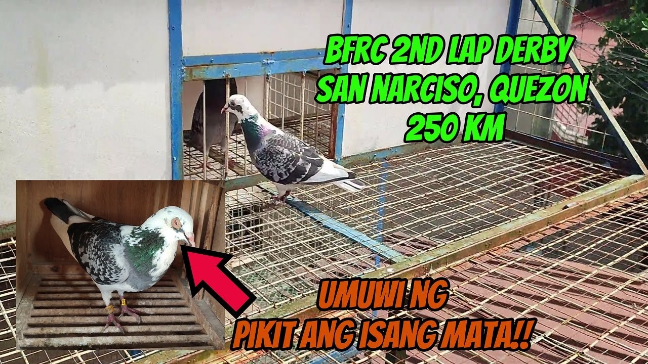 BFRC 2ND LAP DERBY 250 KM SAN NARCISO, QUEZON - BUTI NAKA UWI PA SI SADDLE