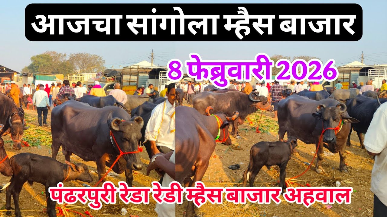 आजचा सांगोला म्हैस बाजार 8 फेब्रुवारी 2026 #sangola_म्हैस_bazar#baffalo_market_in_maharastra #म्हैस
